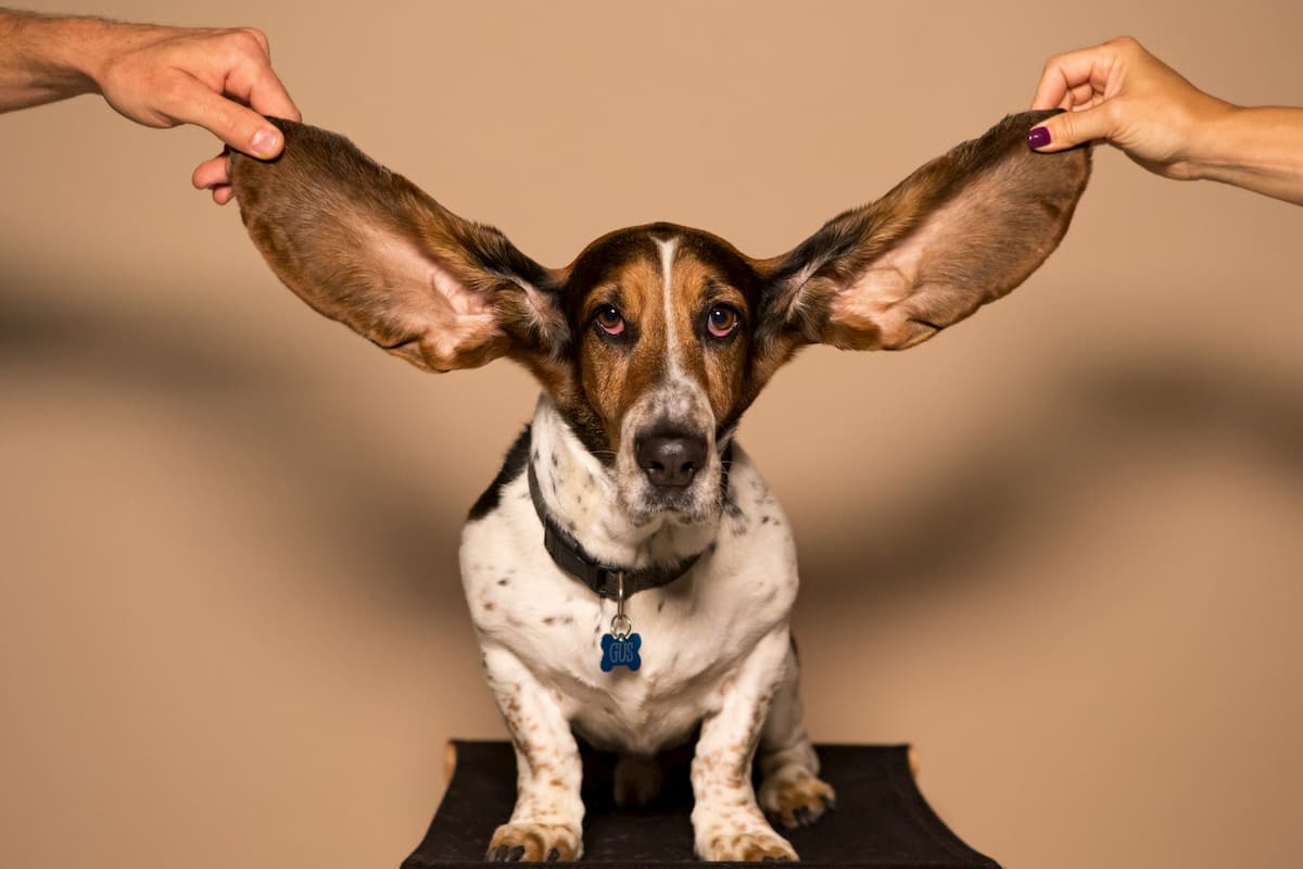 Basset hound with large ears